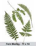 fern medley