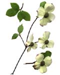 Dogwoods