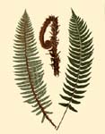 Ferns